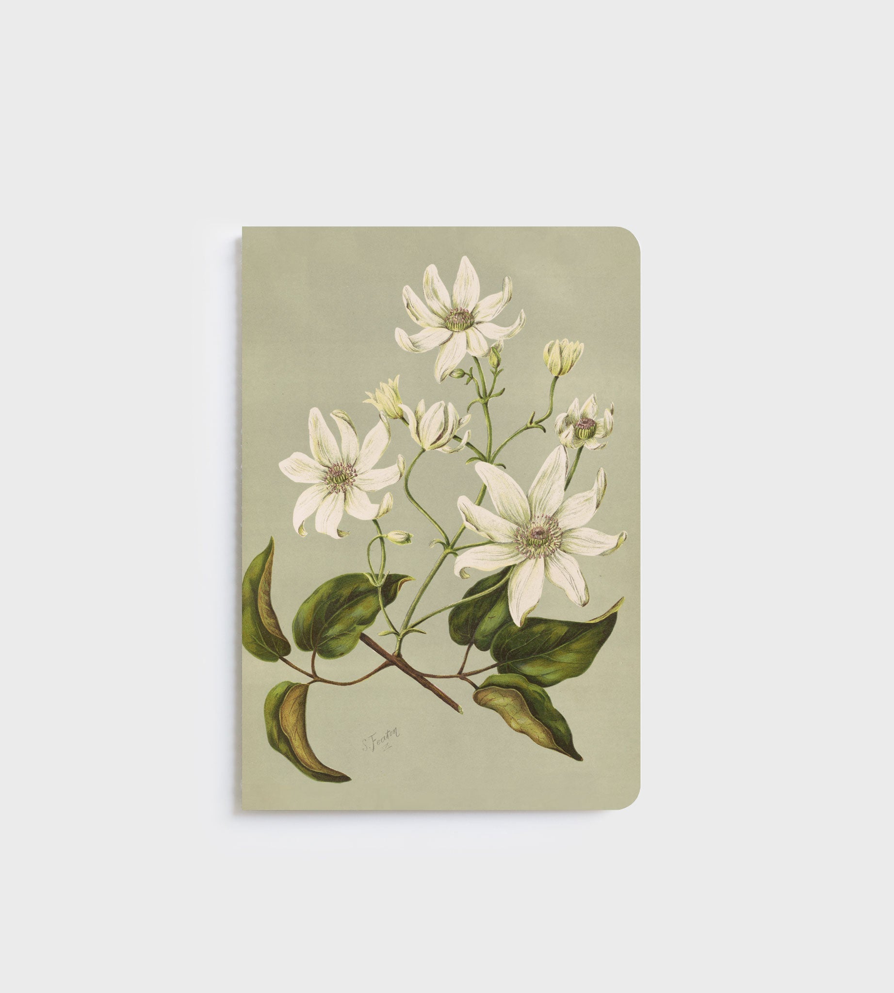 Lettuce A5 Notebook in Clematis Indivisa design with 80 ruled pages, designed in New Zealand