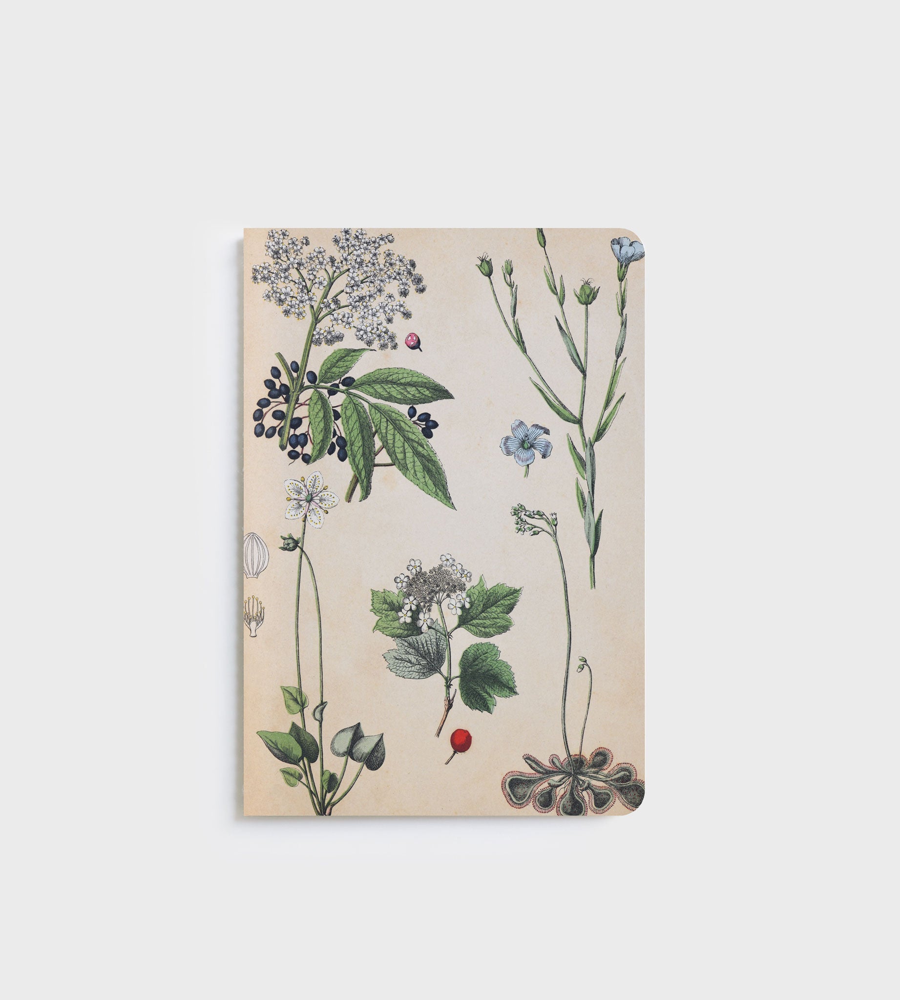 Lettuce A5 Notebook in Field Botany design with 80 ruled pages, designed in New Zealand