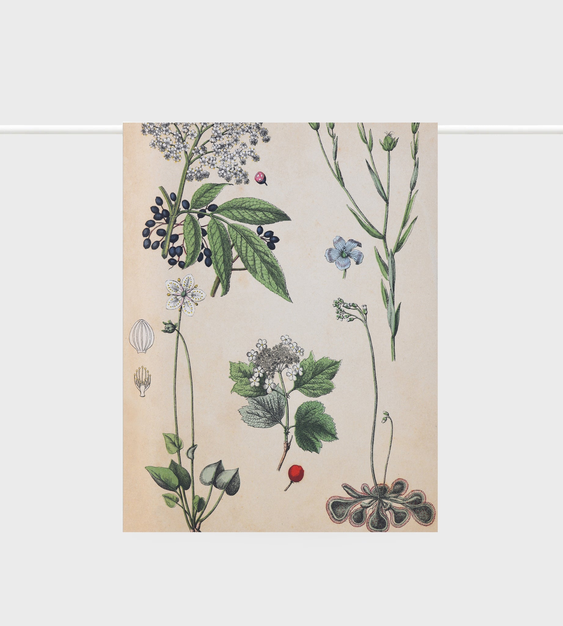 Lettuce Field Botany 100% linen tea towel featuring botanical floral artwork
