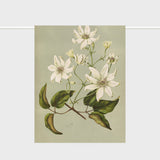 Lettuce Clematis indivisa 100% linen tea towel featuring native clematis botanical artwork