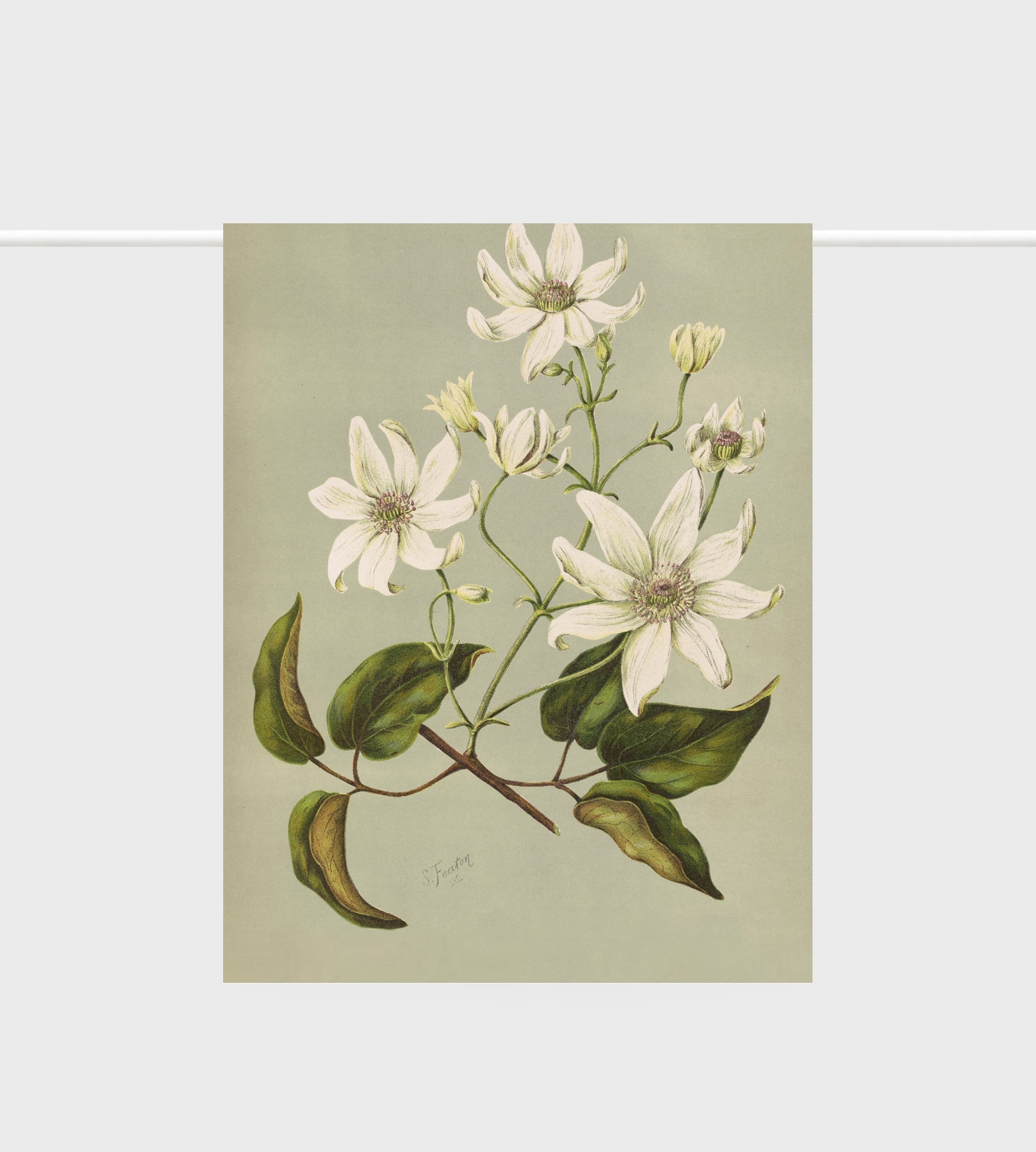 Lettuce Clematis indivisa 100% linen tea towel featuring native clematis botanical artwork