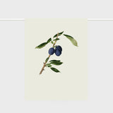 Lettuce Plums 100% linen tea towel featuring illustrated plum artwork