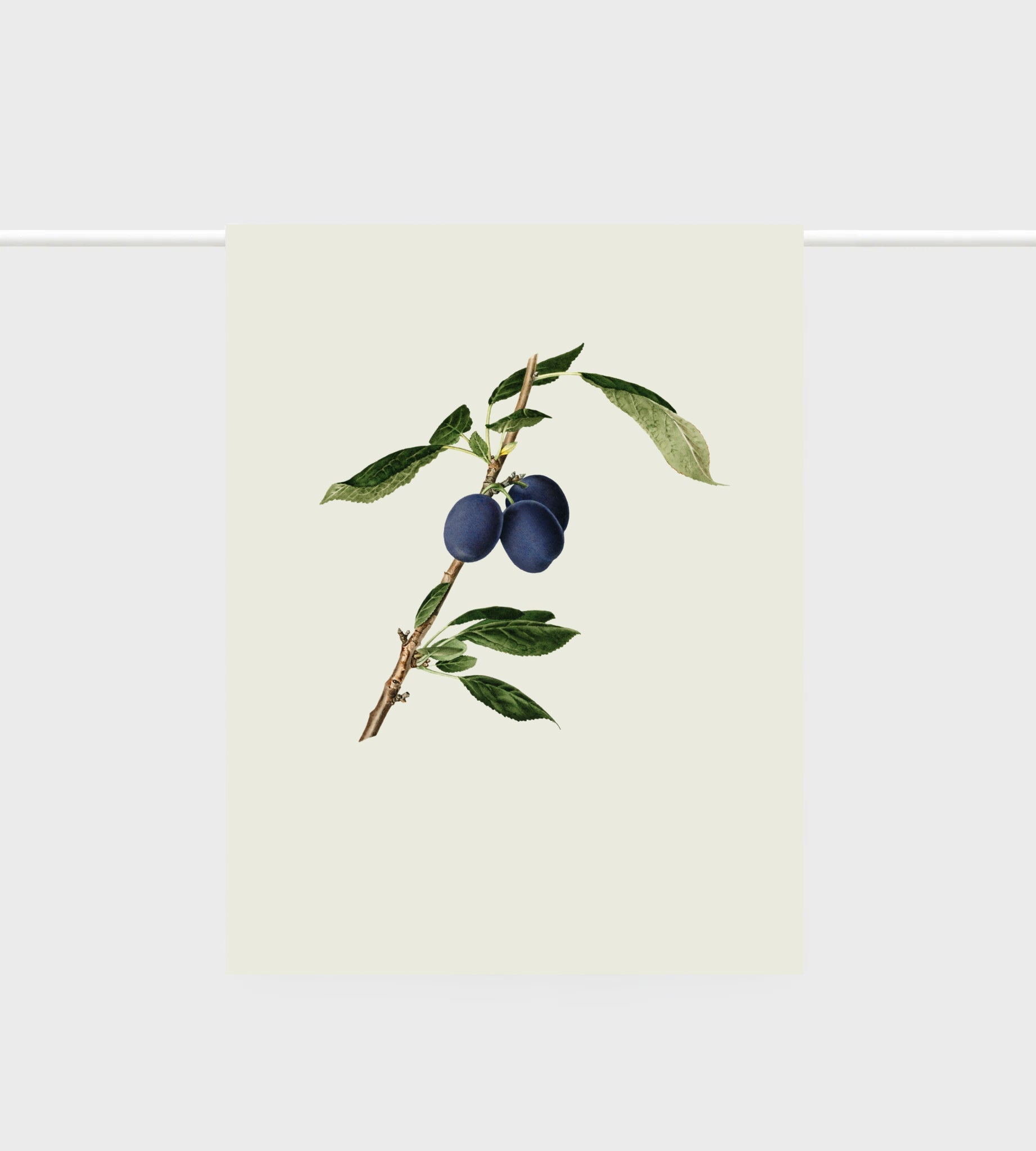 Lettuce Plums 100% linen tea towel featuring illustrated plum artwork