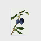 Lettuce A5 Notebook in Plums design with 80 ruled pages, designed in New Zealand