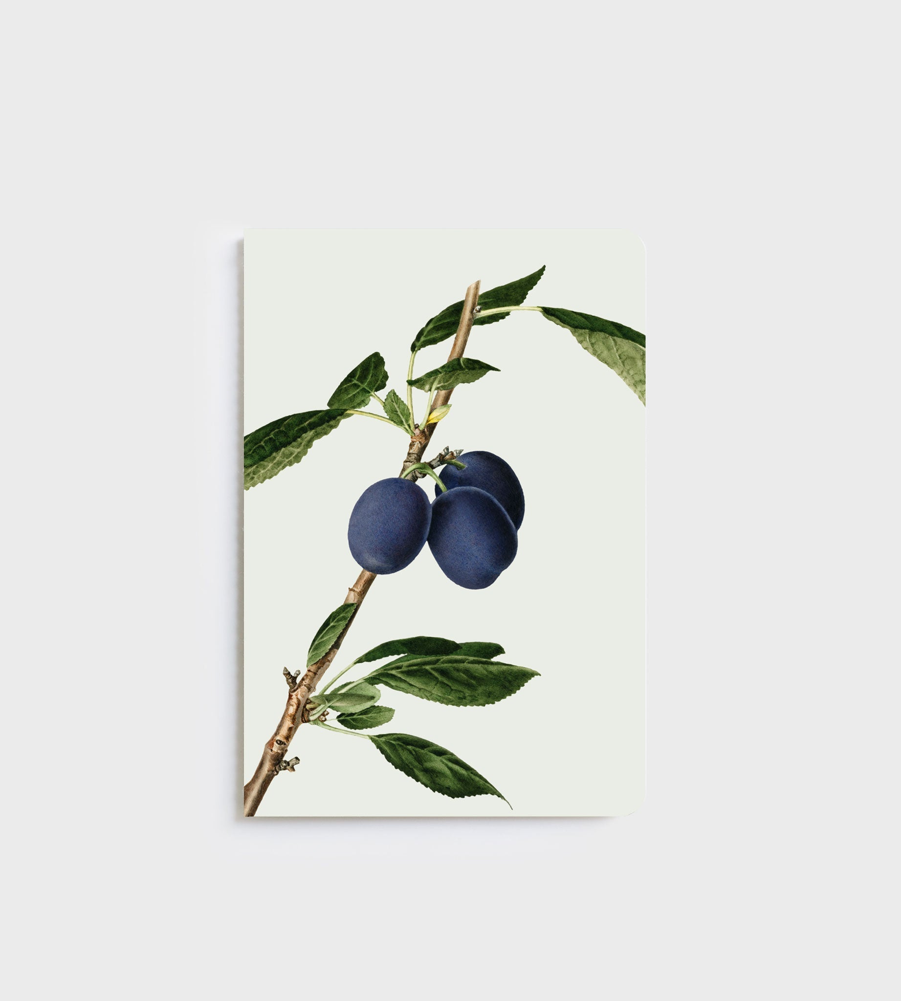 Lettuce A5 Notebook in Plums design with 80 ruled pages, designed in New Zealand